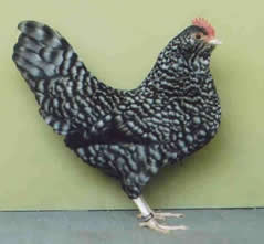 Thüringer Barthühner  